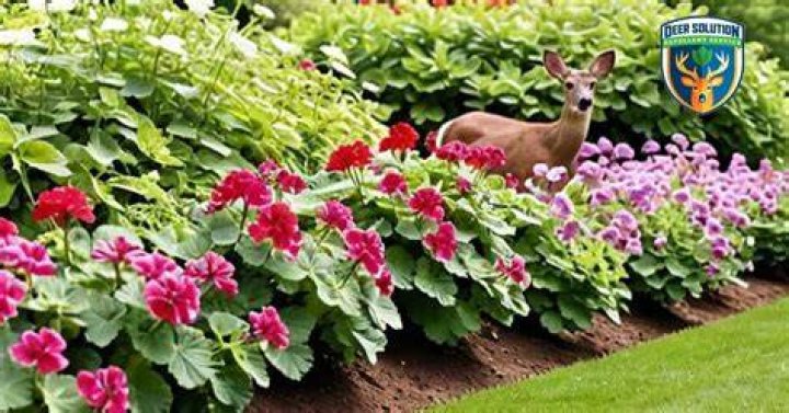 Do deer eat geraniums