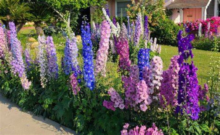 Do delphiniums spread
