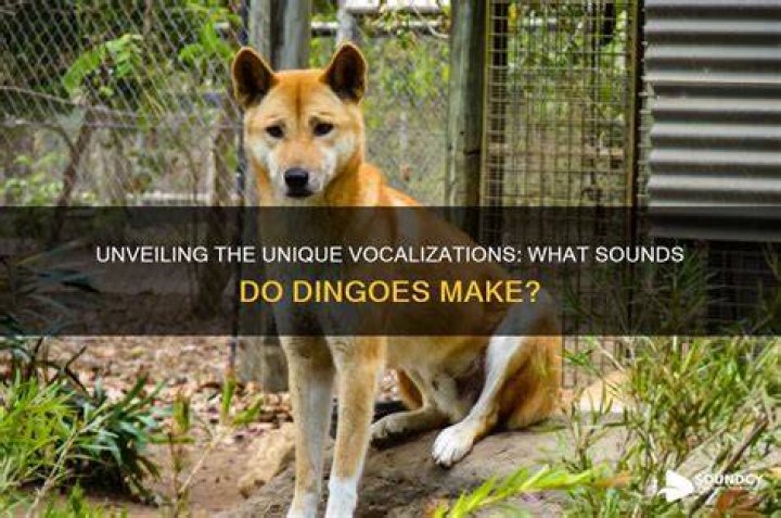 Do dingoes make noise