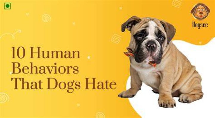 Do dogs hate costumes