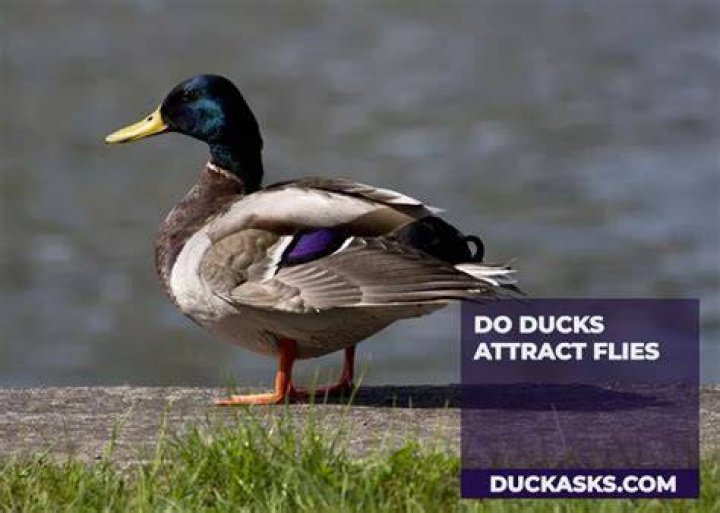 Do ducks cause flies