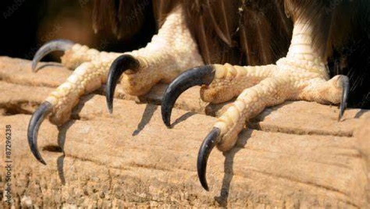 Do eagles have claws