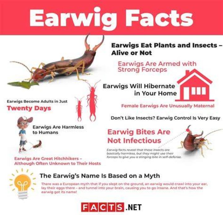 Do earwigs eat humans