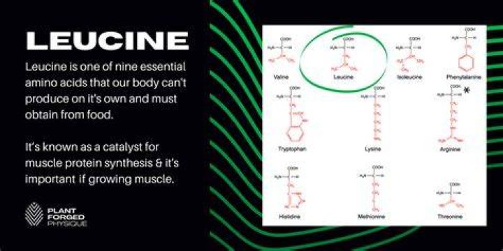 Do eggs have leucine