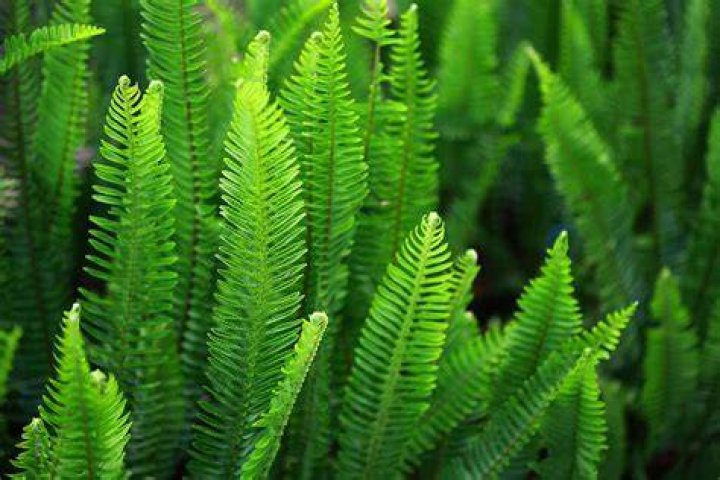 Do ferns still exist