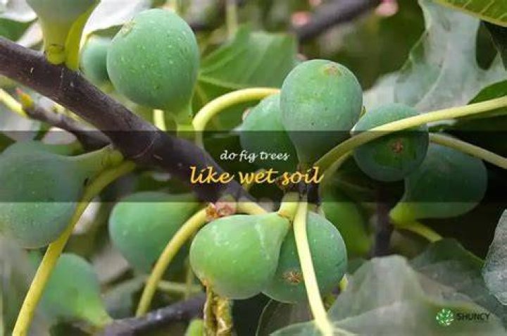 Do figs like wet soil