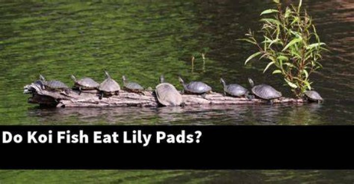 Do fish eat lily pads