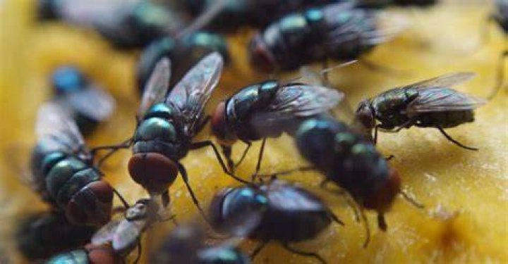 Do flies drink juice