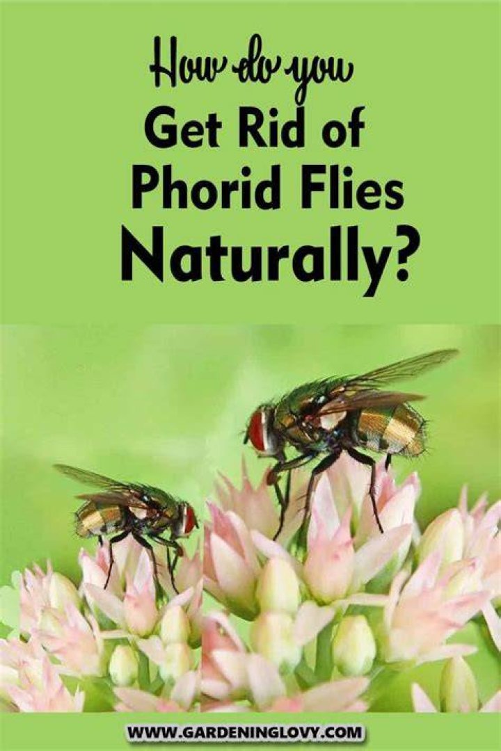 Do flies kill flowers