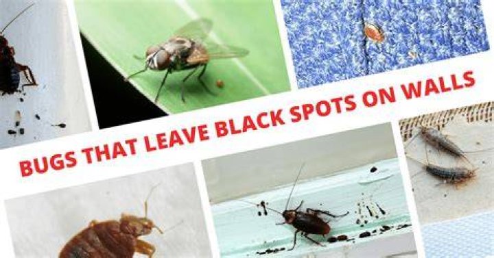 Do flies leave spots