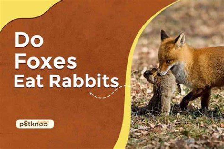 Do foxes take rabbits