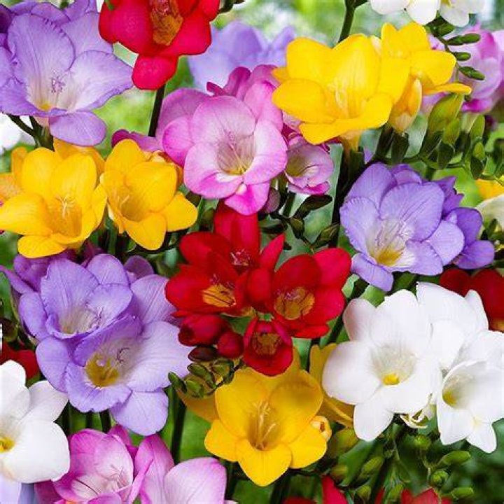 Do freesias multiply