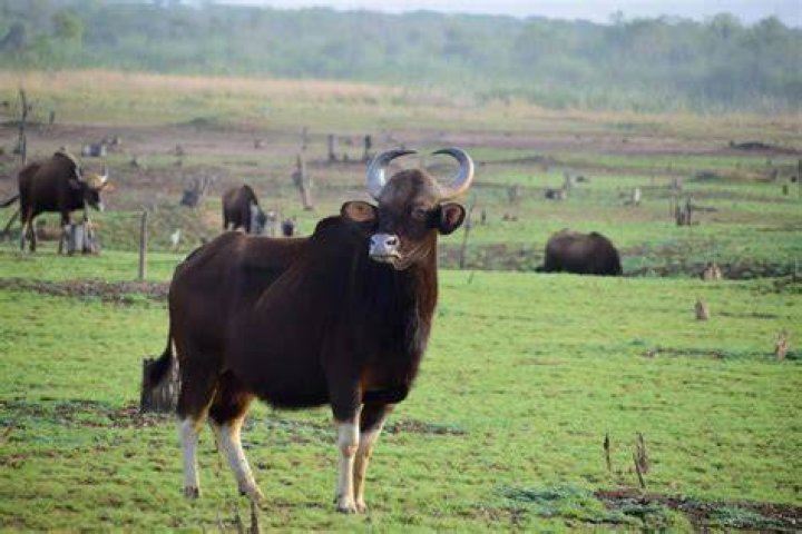 Do gaur attack humans