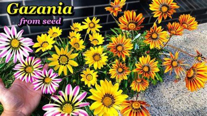Do Gazanias self seed