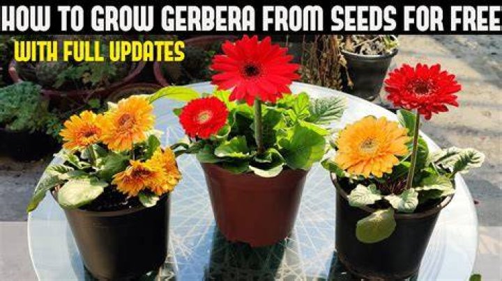 Do gerberas self seed