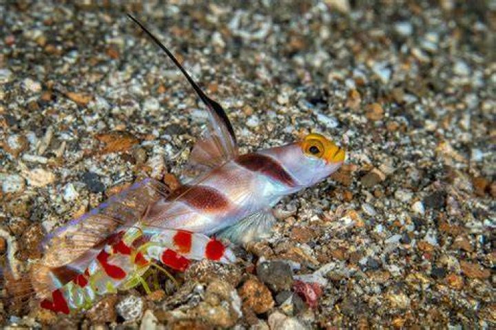 Do gobies need shrimp