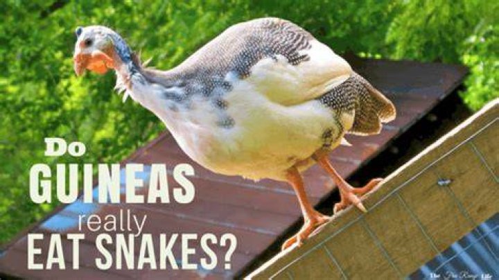 Do Guineas eat snakes