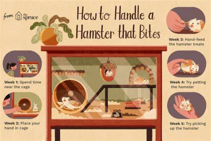 Do hamster bites hurt
