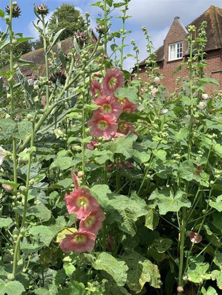 Do hollyhocks spread