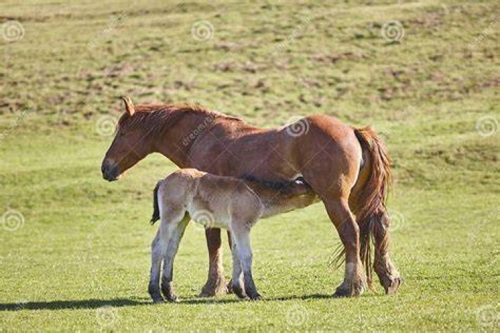 Do horses breastfeed