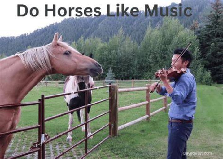 Do horses like music
