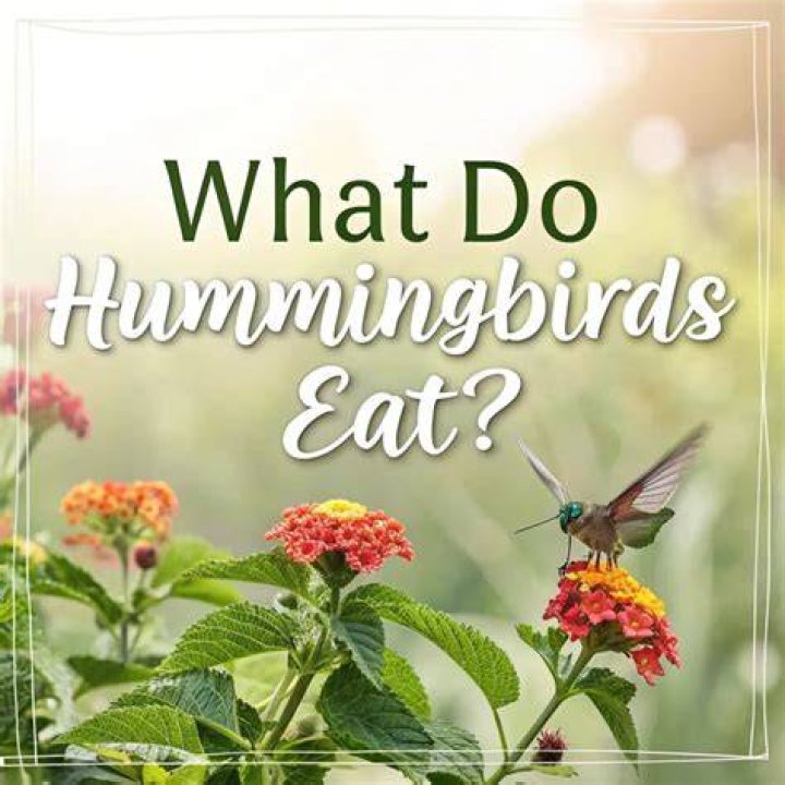 Do hummingbirds exist