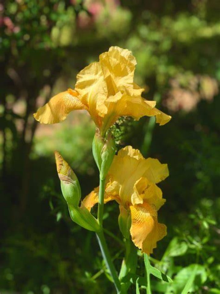 Do iris like wet feet