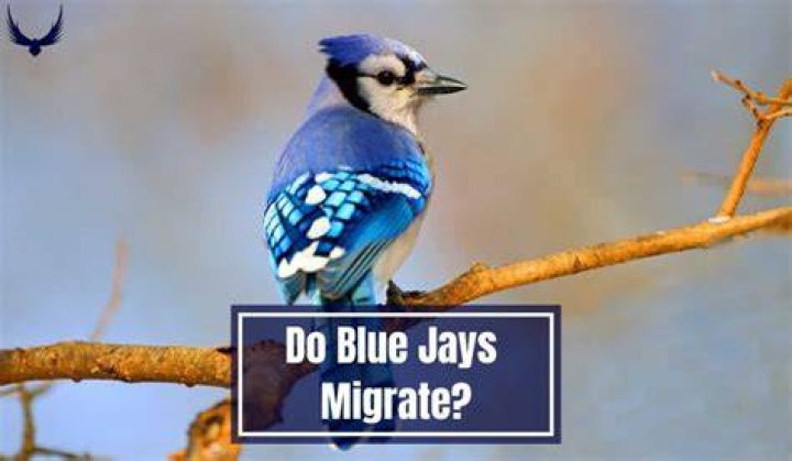 Do jay birds migrate
