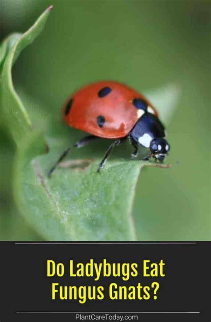 Do ladybugs eat gnats