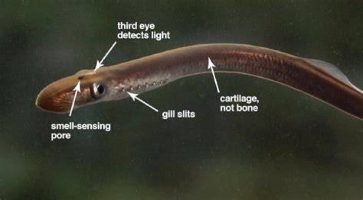 Do lampreys have eyes
