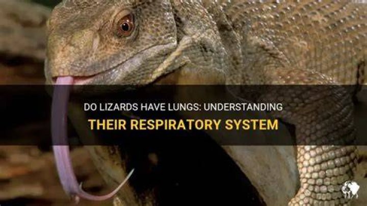 Do lizards have lungs