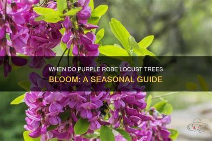 Do locust trees bloom