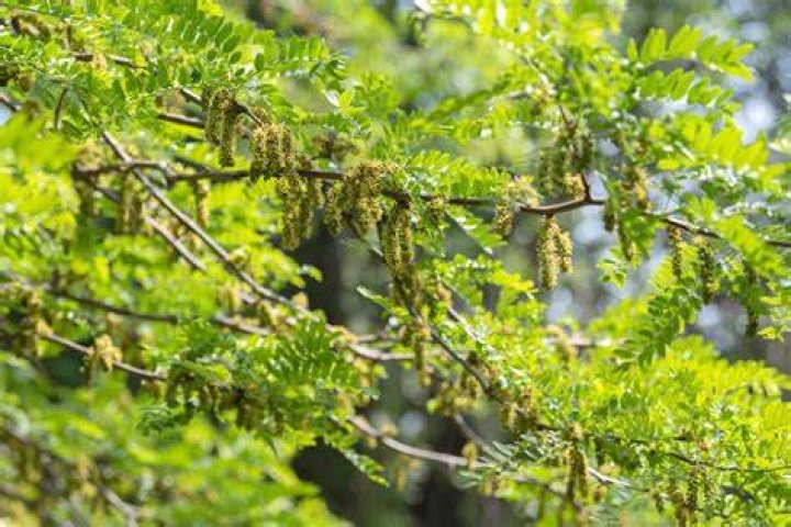 Do locust trees smell