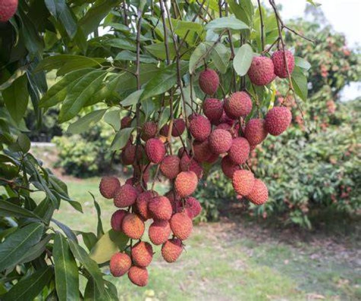 Do lychees grow in NZ