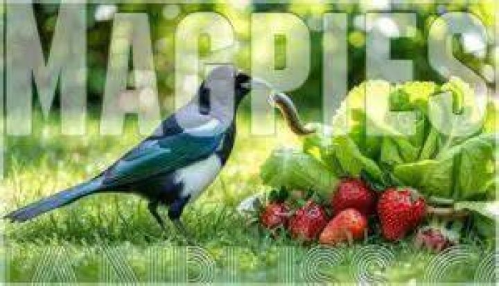 Do magpies eat slugs