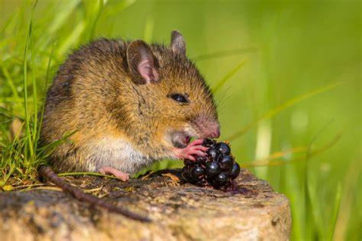 Do mice like humidity