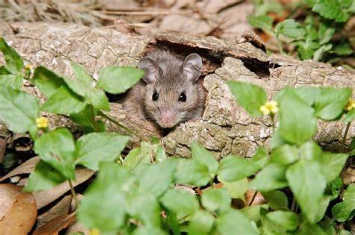Do mice live in nests