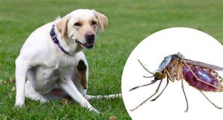 Do midges bother dogs