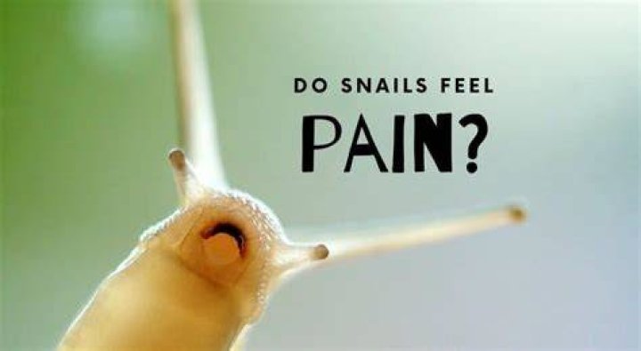 Do molluscs feel pain