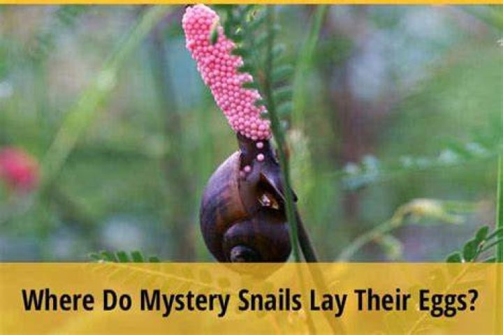 Do molluscs lay eggs