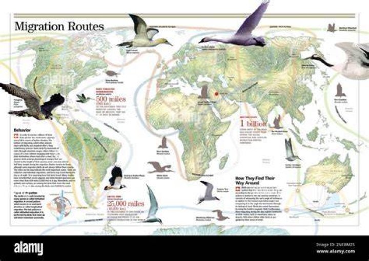 Do most birds migrate