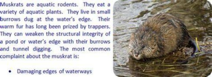 Do Muskrats eat frogs