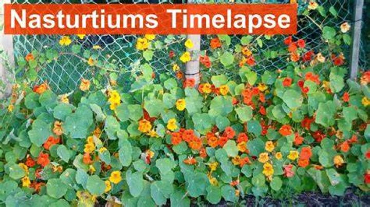 Do nasturtiums spread