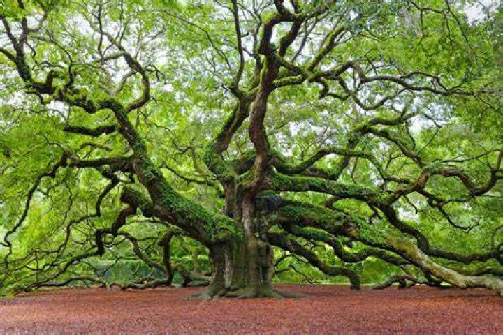 Do oak trees get big