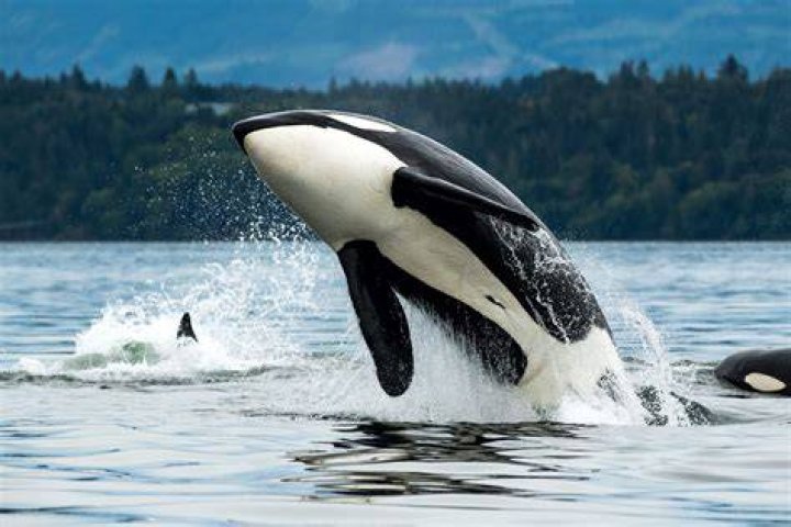 Do orcas spout water