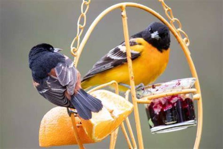 Do orioles eat jelly
