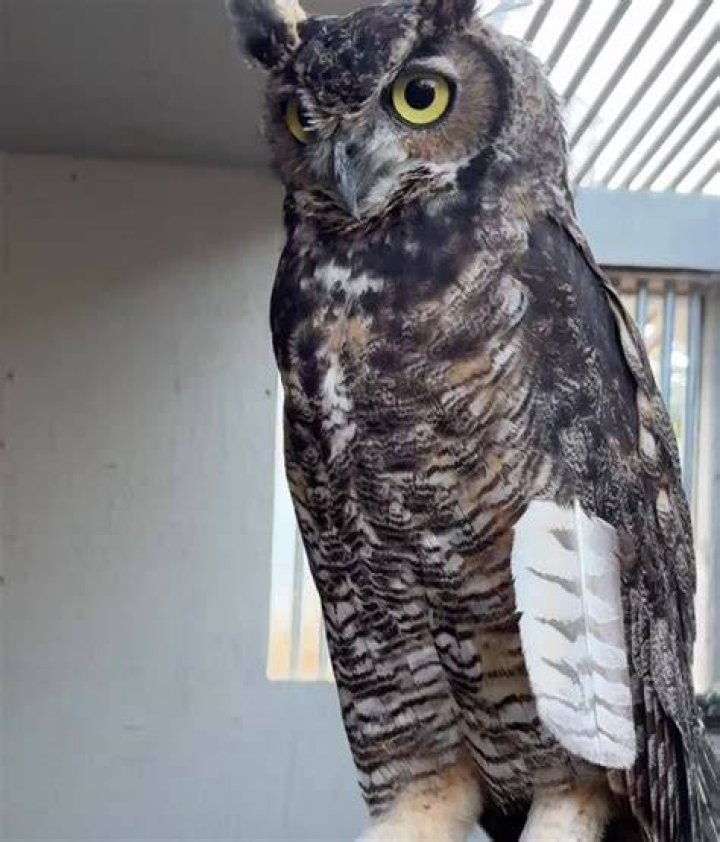 Do owls shed feathers