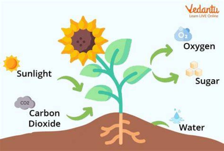 Do plants have pores