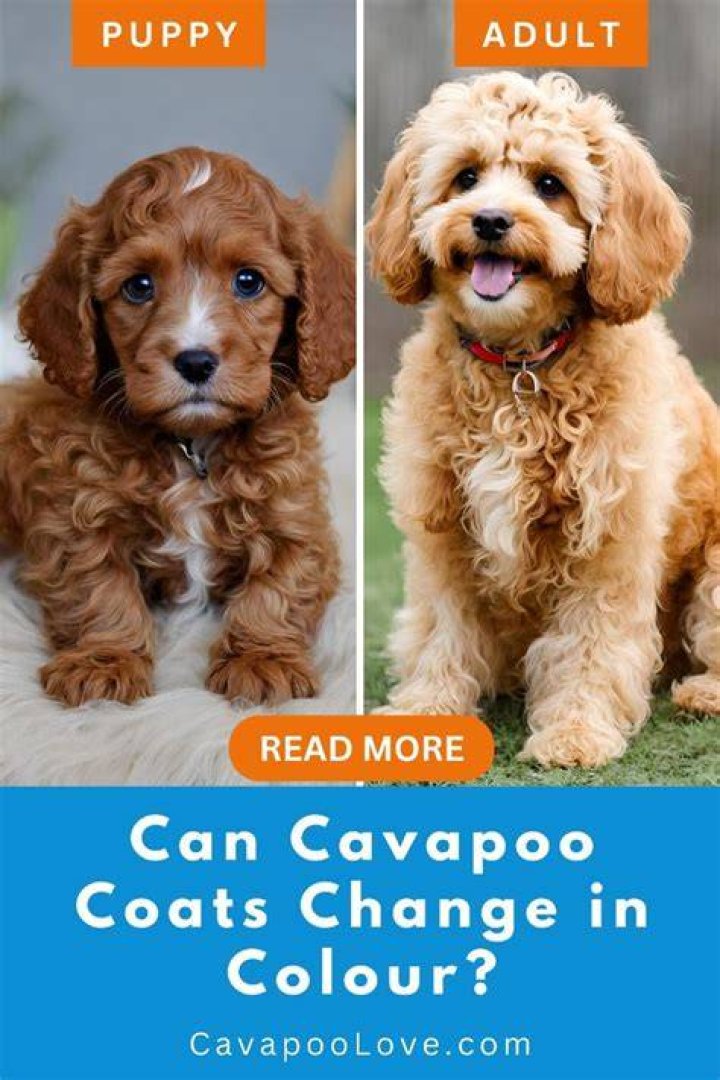 Do puppy coats change