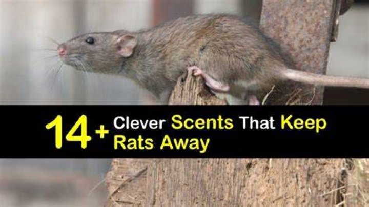 Do rats have an odor